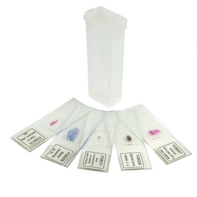 Prepared Microscope Slide Set